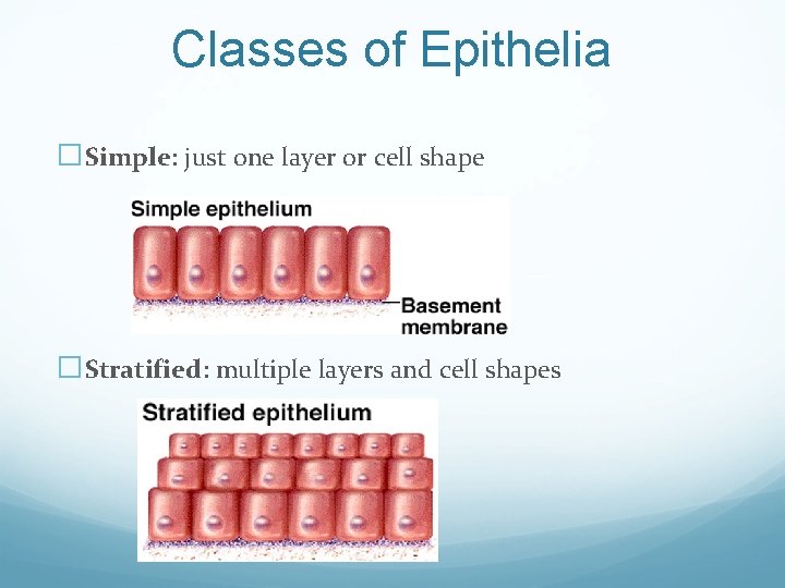 Classes of Epithelia �Simple: just one layer or cell shape �Stratified: multiple layers and