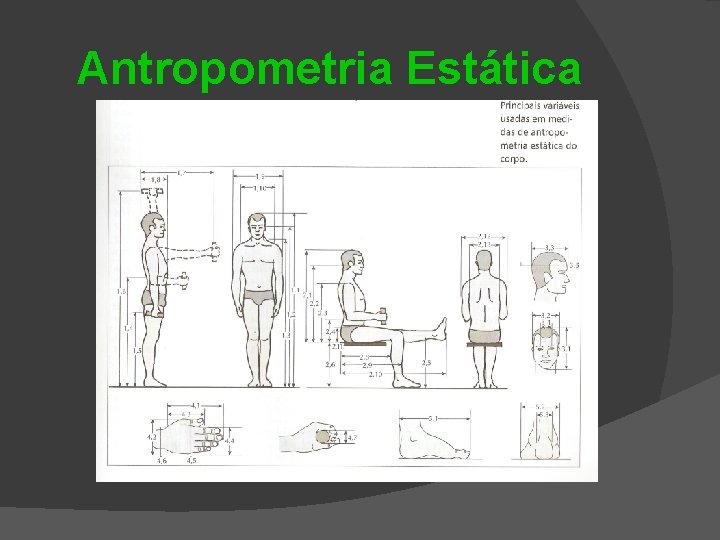 Antropometria Estática 