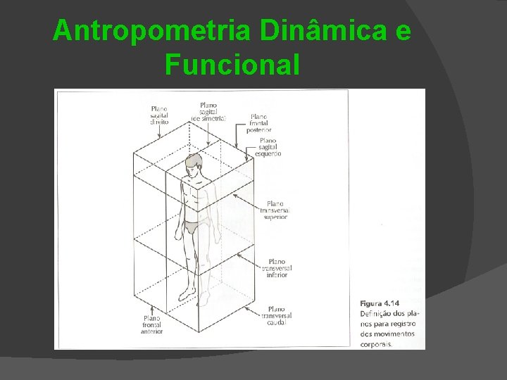 Antropometria Dinâmica e Funcional 