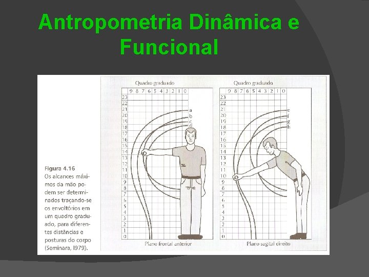 Antropometria Dinâmica e Funcional 