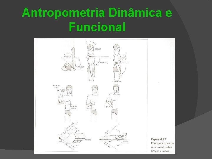 Antropometria Dinâmica e Funcional 