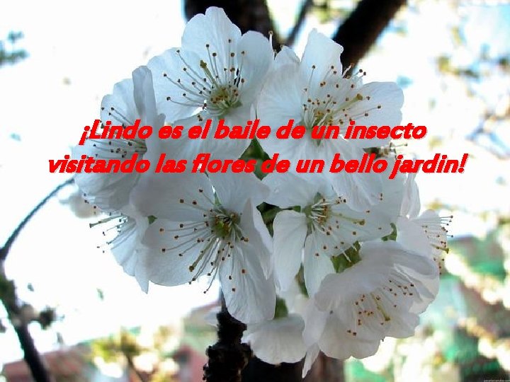 ¡Lindo es el baile de un insecto visitando las flores de un bello jardin!