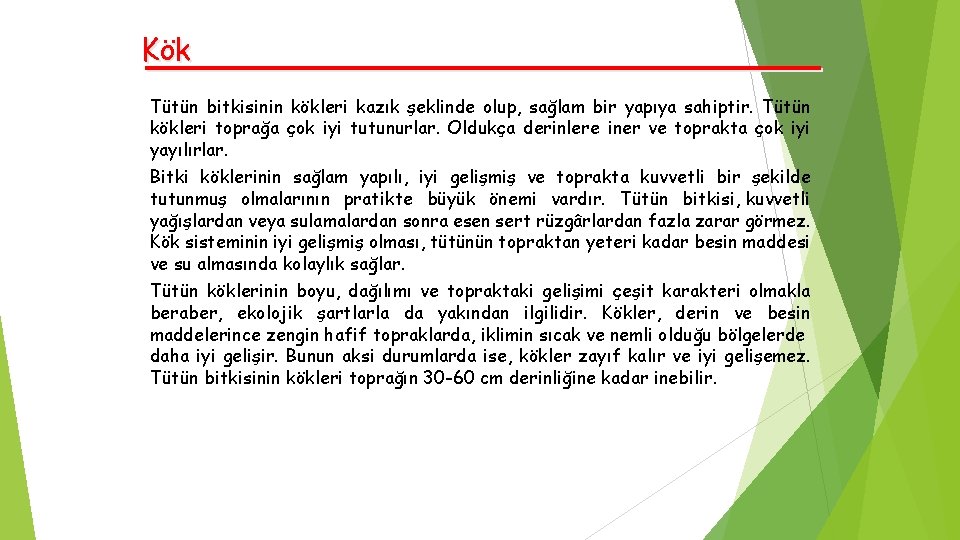 Kök Tütün bitkisinin kökleri kazık şeklinde olup, sağlam bir yapıya sahiptir. Tütün kökleri toprağa