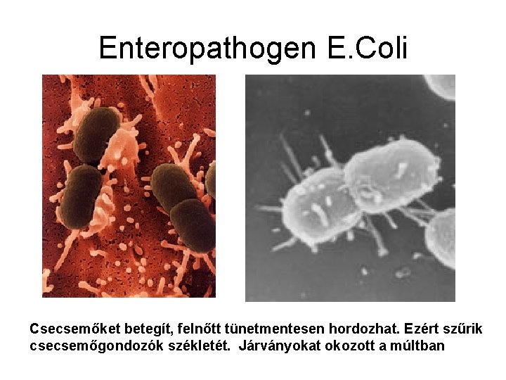 Baktériumok a csapvízben, Escherichia coli esetén férgek lehetnek