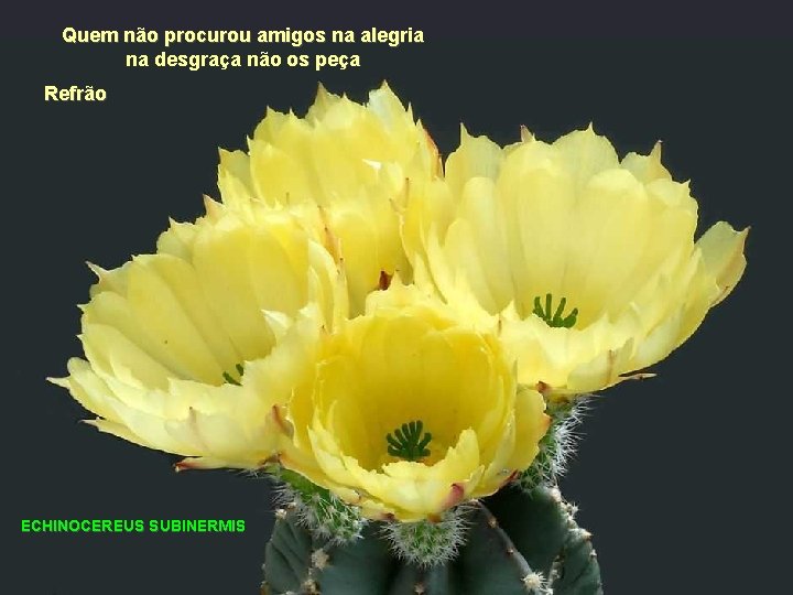 Quem não procurou amigos na alegria na desgraça não os peça Refrão ECHINOCEREUS SUBINERMIS