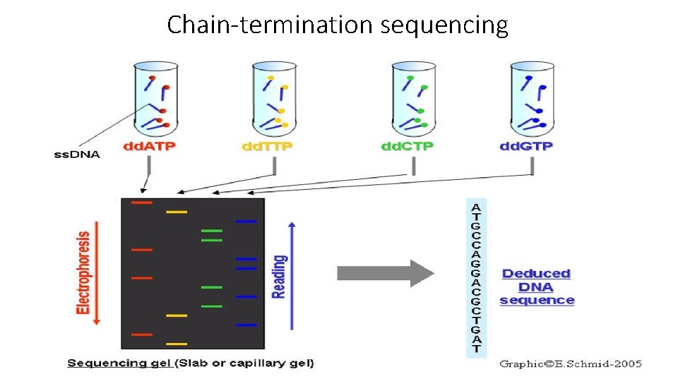 Chain-termination sequencing 