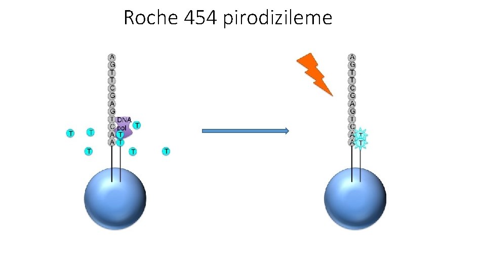 Roche 454 pirodizileme 