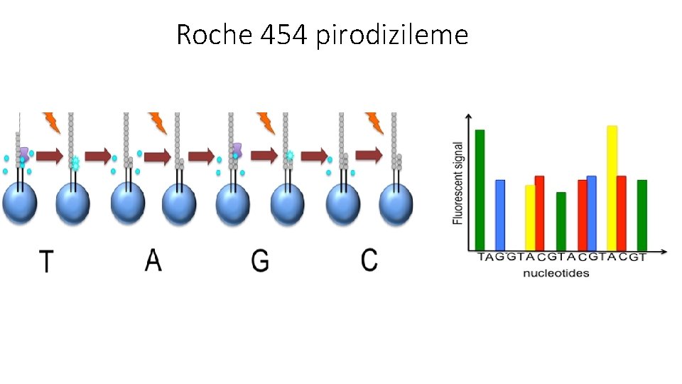 Roche 454 pirodizileme 