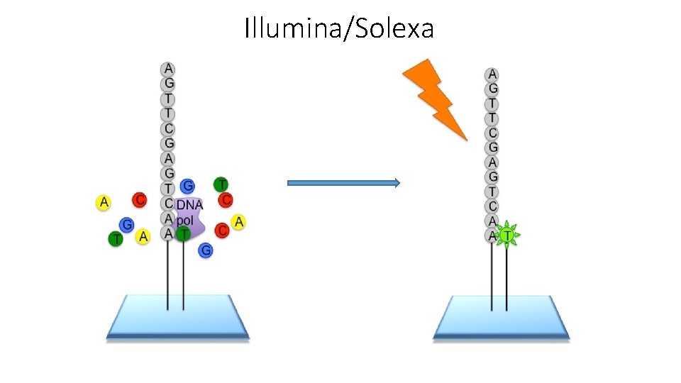 Illumina/Solexa 