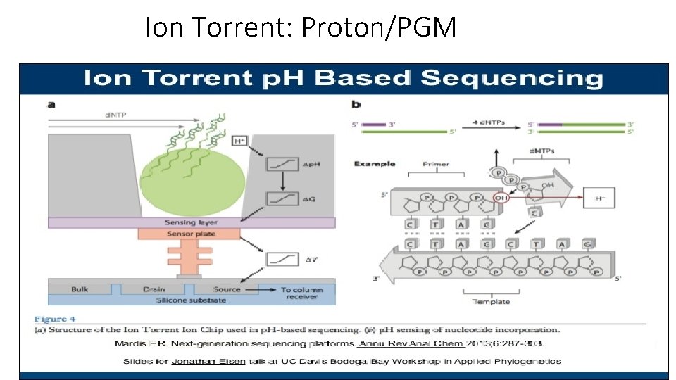 Ion Torrent: Proton/PGM 