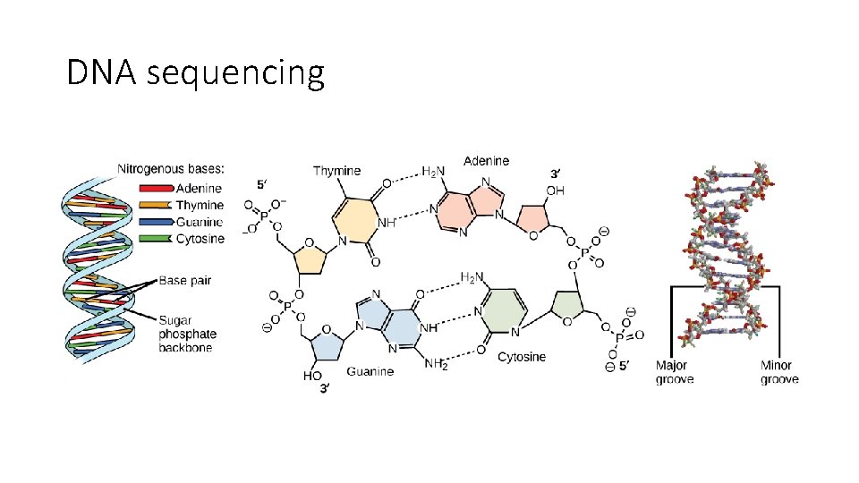 DNA sequencing 