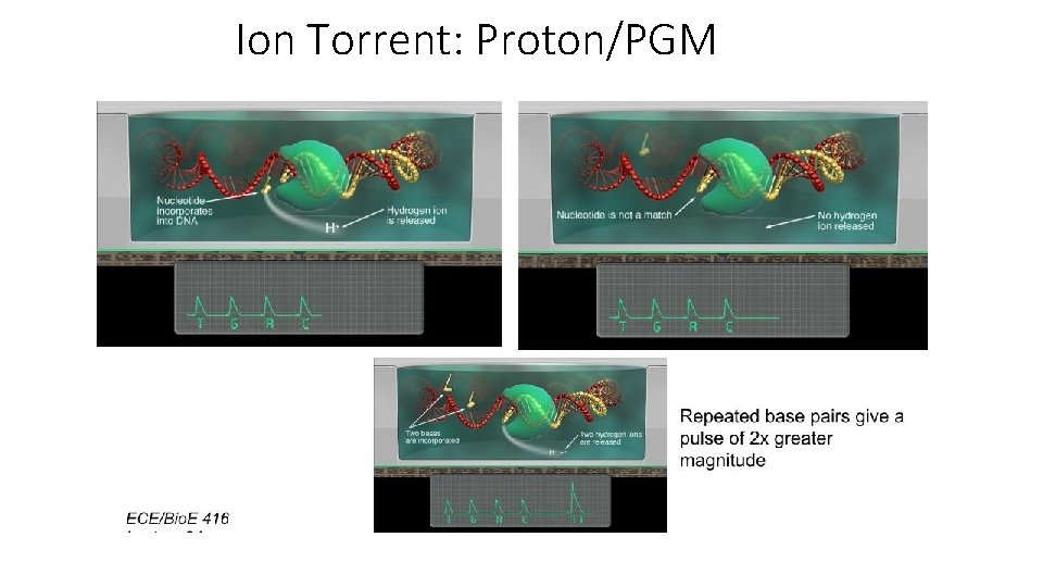 Ion Torrent: Proton/PGM 