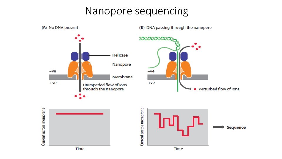 Nanopore sequencing 