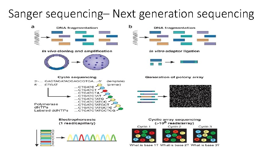 Sanger sequencing– Next generation sequencing 