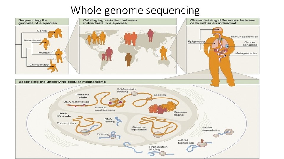 Whole genome sequencing 