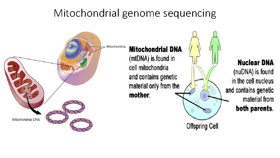 Mitochondrial genome sequencing 