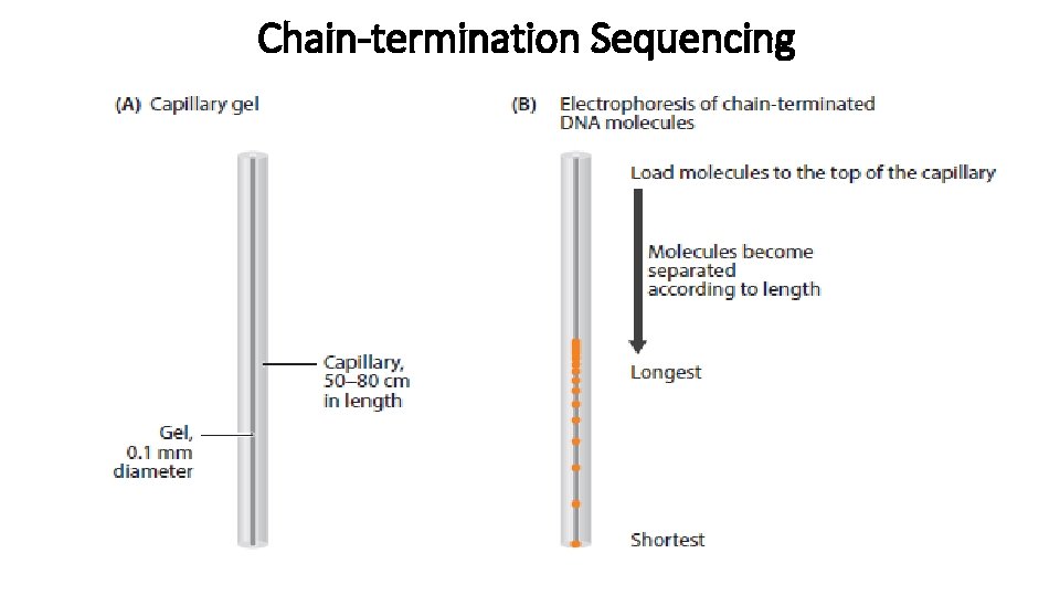 Chain-termination Sequencing 