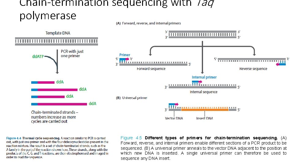 Chain-termination sequencing with Taq polymerase Figure 4. 5 Different types of primers for chain-termination