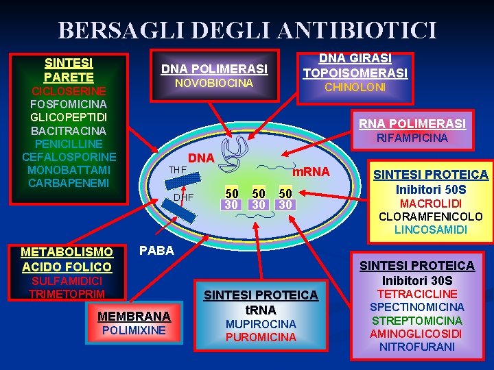 BERSAGLI DEGLI ANTIBIOTICI SINTESI PARETE DNA GIRASI TOPOISOMERASI DNA POLIMERASI NOVOBIOCINA CICLOSERINE FOSFOMICINA GLICOPEPTIDI BERSAGLI DEGLI ANTIBIOTICI SINTESI PARETE DNA GIRASI TOPOISOMERASI DNA POLIMERASI NOVOBIOCINA CICLOSERINE FOSFOMICINA GLICOPEPTIDI