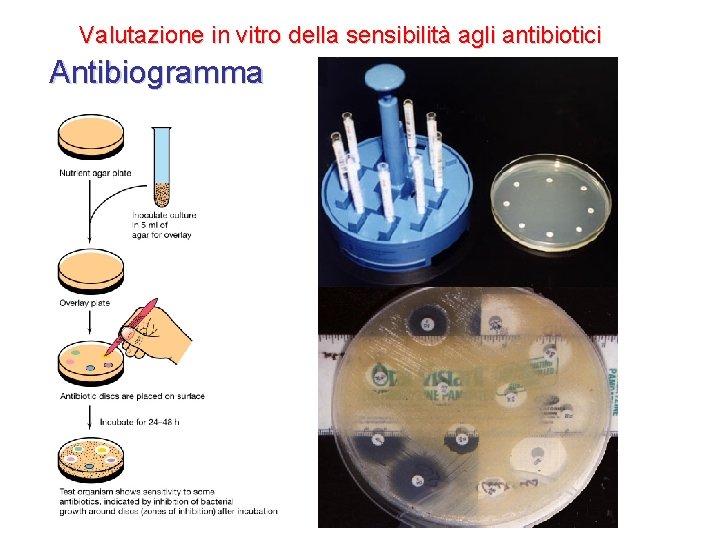 Valutazione in vitro della sensibilità agli antibiotici Antibiogramma Valutazione in vitro della sensibilità agli antibiotici Antibiogramma
