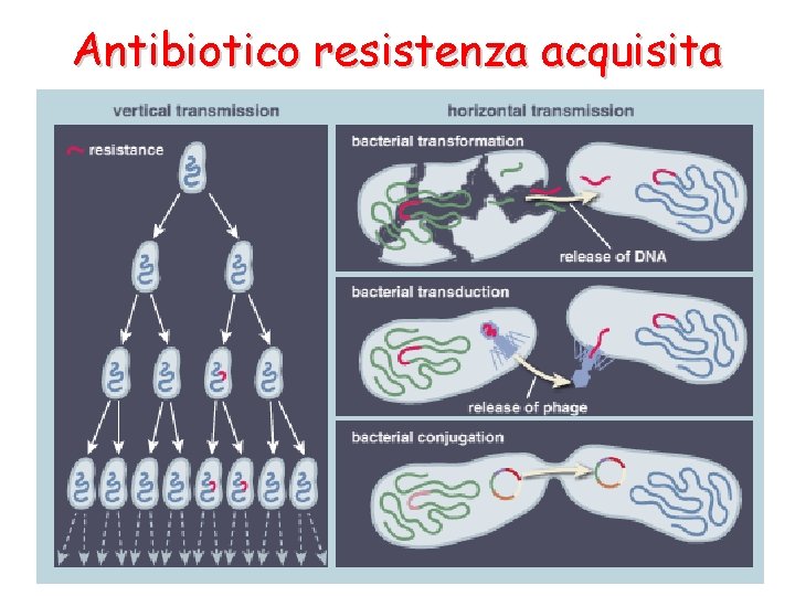 Antibiotico resistenza acquisita Cromosomica Costituisce il 10 -15% di tutte le resistenze acquisite Si Antibiotico resistenza acquisita Cromosomica Costituisce il 10 -15% di tutte le resistenze acquisite Si