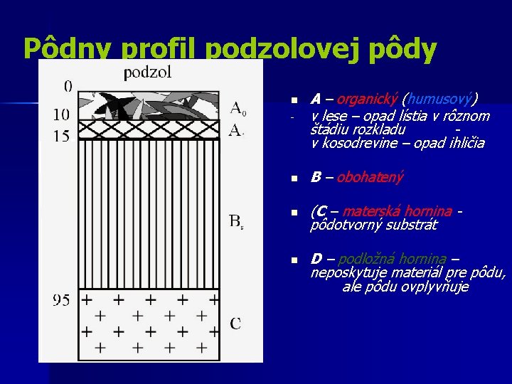 Pôdny profil podzolovej pôdy - A – organický (humusový) v lese – opad lístia