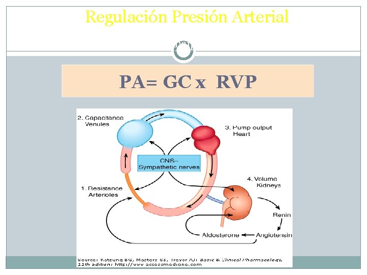 Regulación Presión Arterial 2 variables fisiológicas principales PA= GC x RVP 