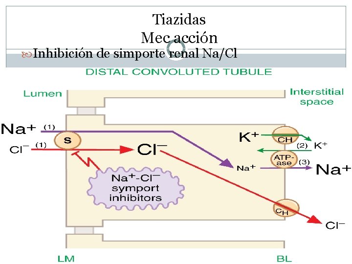 Tiazidas Mec acción Inhibición de simporte renal Na/Cl 