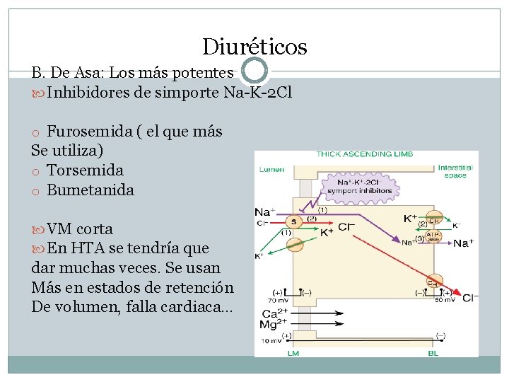 Diuréticos B. De Asa: Los más potentes Inhibidores de simporte Na-K-2 Cl o Furosemida