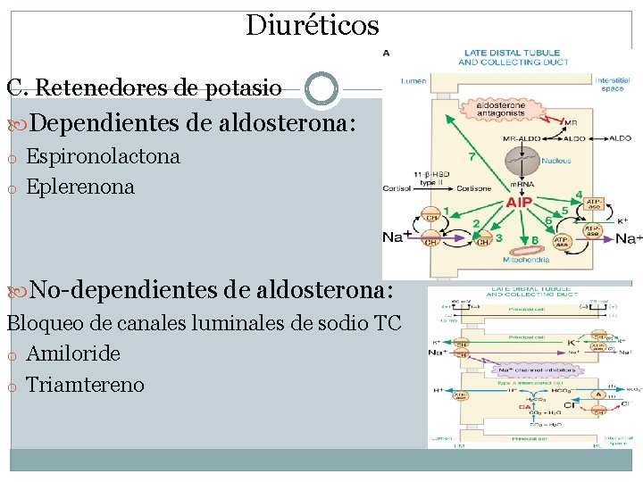 Diuréticos C. Retenedores de potasio Dependientes de aldosterona: o Espironolactona o Eplerenona No-dependientes de
