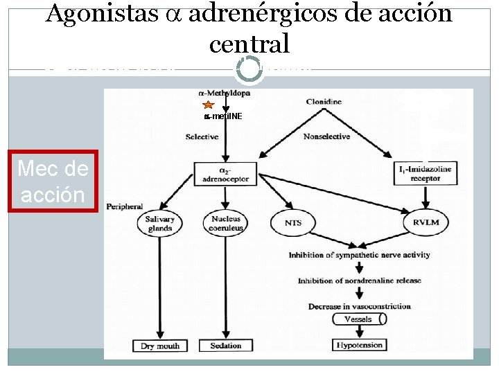 Agonistas adrenérgicos de acción central Alfa-metil dopa Clonidina -metil. NE Mec de acción 