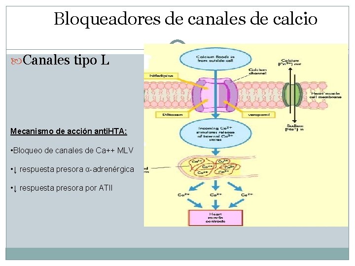 Bloqueadores de canales de calcio Canales tipo L Mecanismo de acción anti. HTA: •