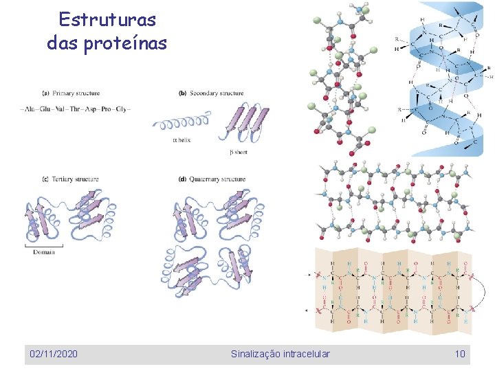 Estruturas das proteínas 02/11/2020 Sinalização intracelular 10 