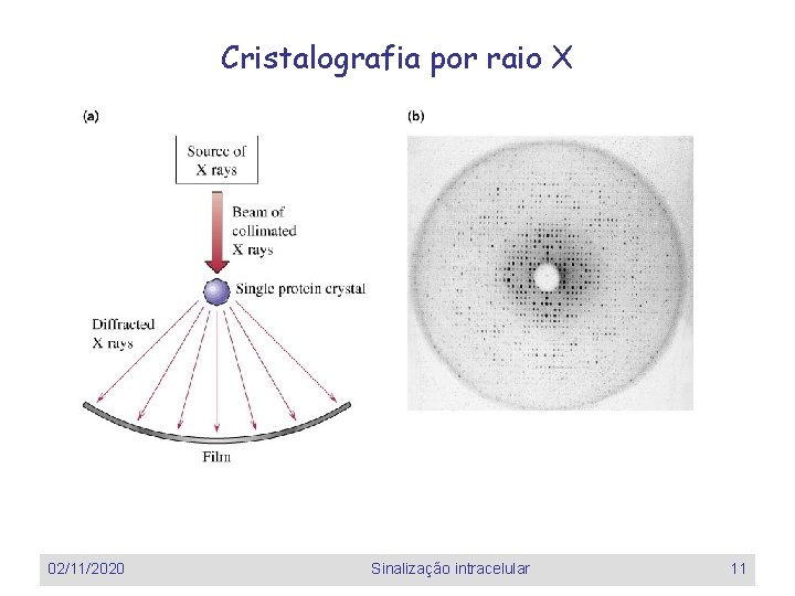 Cristalografia por raio X 02/11/2020 Sinalização intracelular 11 