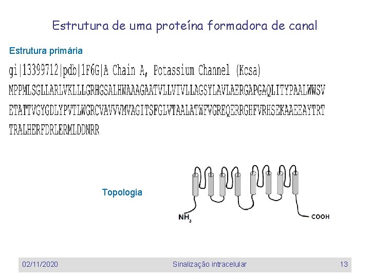 Estrutura de uma proteína formadora de canal Estrutura primária Topologia 02/11/2020 Sinalização intracelular 13 Estrutura de uma proteína formadora de canal Estrutura primária Topologia 02/11/2020 Sinalização intracelular 13