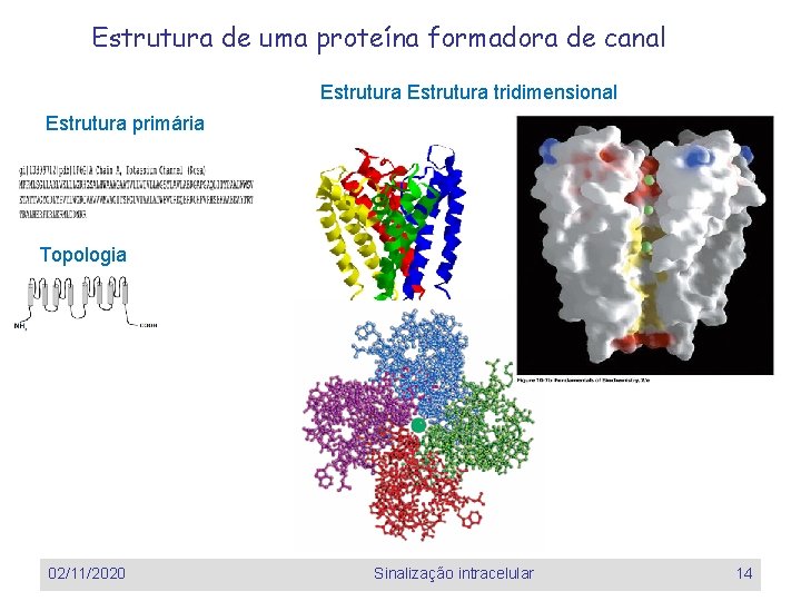 Estrutura de uma proteína formadora de canal Estrutura tridimensional Estrutura primária Topologia 02/11/2020 Sinalização