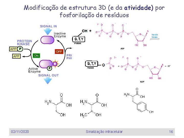 Modificação de estrutura 3 D (e da atividade) por fosforilação de resíduos 02/11/2020 Sinalização