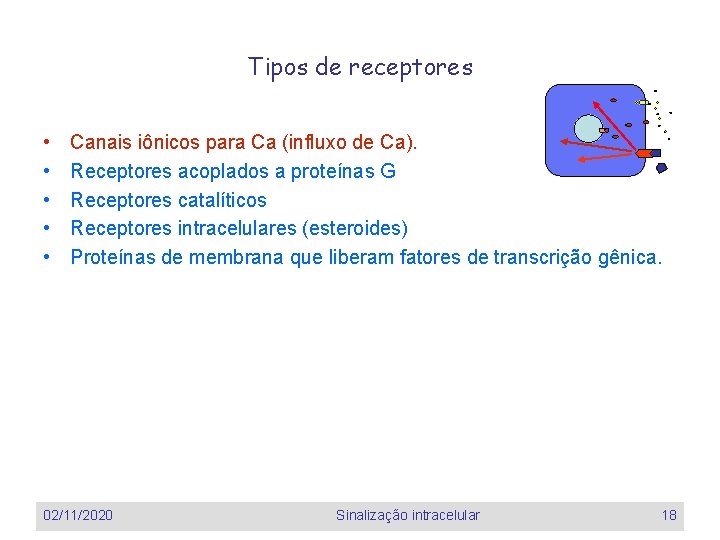 Tipos de receptores • • • Canais iônicos para Ca (influxo de Ca). Receptores