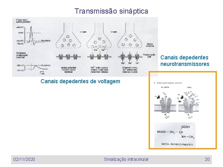 Transmissão sináptica Canais depedentes neurotransmissores Canais depedentes de voltagem 02/11/2020 Sinalização intracelular 20 Transmissão sináptica Canais depedentes neurotransmissores Canais depedentes de voltagem 02/11/2020 Sinalização intracelular 20