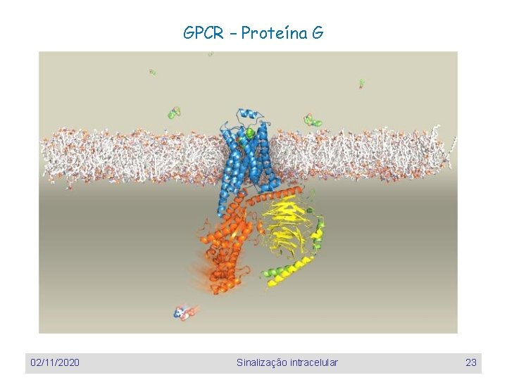 GPCR – Proteína G 02/11/2020 Sinalização intracelular 23 GPCR – Proteína G 02/11/2020 Sinalização intracelular 23
