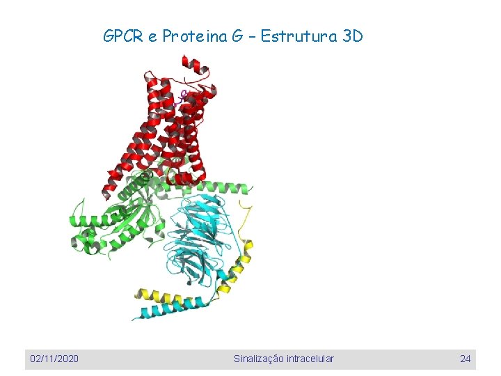 GPCR e Proteina G – Estrutura 3 D 02/11/2020 Sinalização intracelular 24 