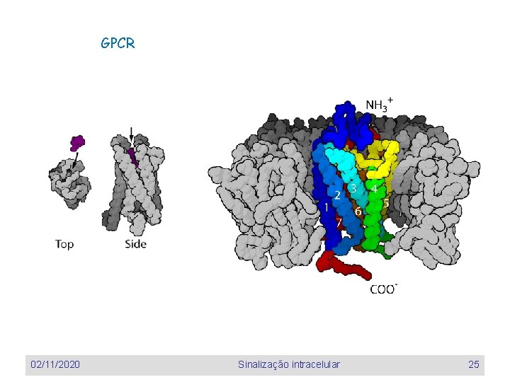 GPCR 02/11/2020 Sinalização intracelular 25 GPCR 02/11/2020 Sinalização intracelular 25