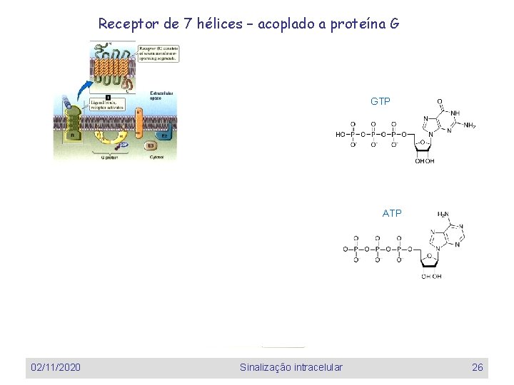 Receptor de 7 hélices – acoplado a proteína G GTP ATP 02/11/2020 Sinalização intracelular