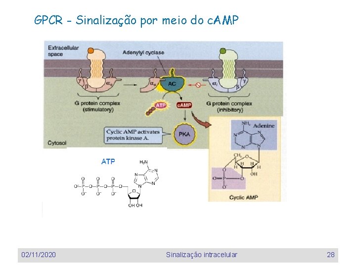 GPCR - Sinalização por meio do c. AMP 02/11/2020 Sinalização intracelular 28 