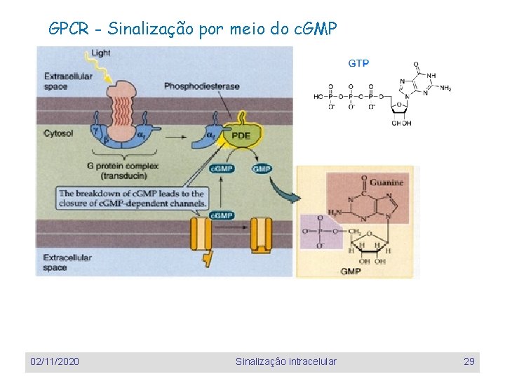 GPCR - Sinalização por meio do c. GMP 02/11/2020 Sinalização intracelular 29 