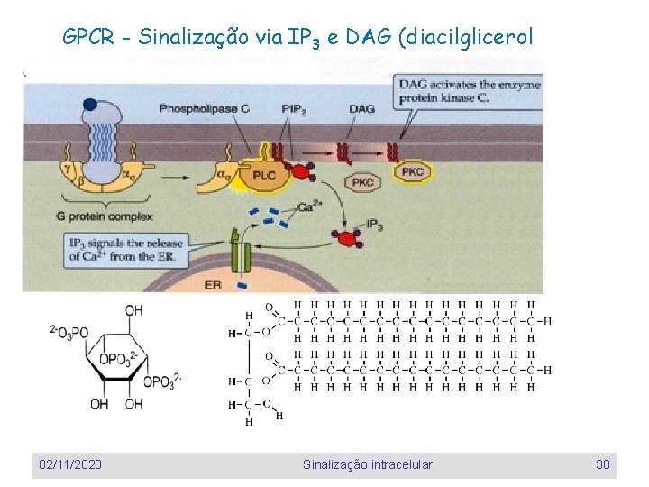GPCR - Sinalização via IP 3 e DAG (diacilglicerol 02/11/2020 Sinalização intracelular 30 GPCR - Sinalização via IP 3 e DAG (diacilglicerol 02/11/2020 Sinalização intracelular 30