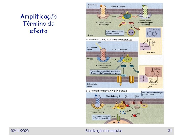 Amplificação Término do efeito 02/11/2020 Sinalização intracelular 31 