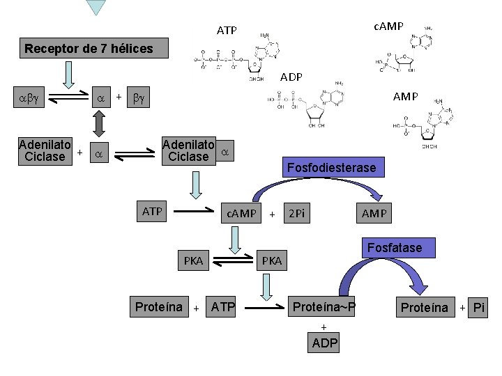 c. AMP ATP Receptor de 7 hélices ADP abg AMP a + bg Adenilato