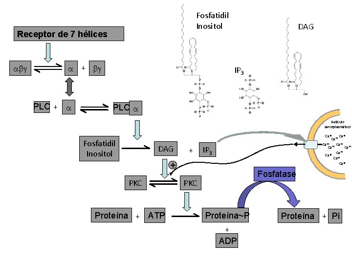 Fosfatidil Inositol Receptor de 7 hélices abg a + bg PLC + a DAG