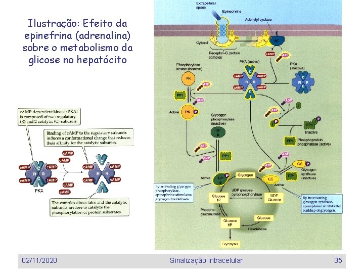 Ilustração: Efeito da epinefrina (adrenalina) sobre o metabolismo da glicose no hepatócito 02/11/2020 Sinalização